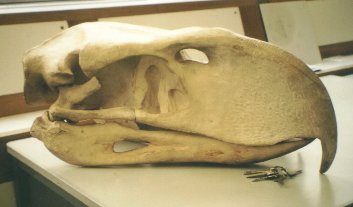 Darren Naish on X: "#FossilFriday Spectacular skulls of the South American  phorusrhacid #birds Phorusrhacos & Andalgalornis. NHM London specimens.  https://t.co/S3juKD3Flc" / X