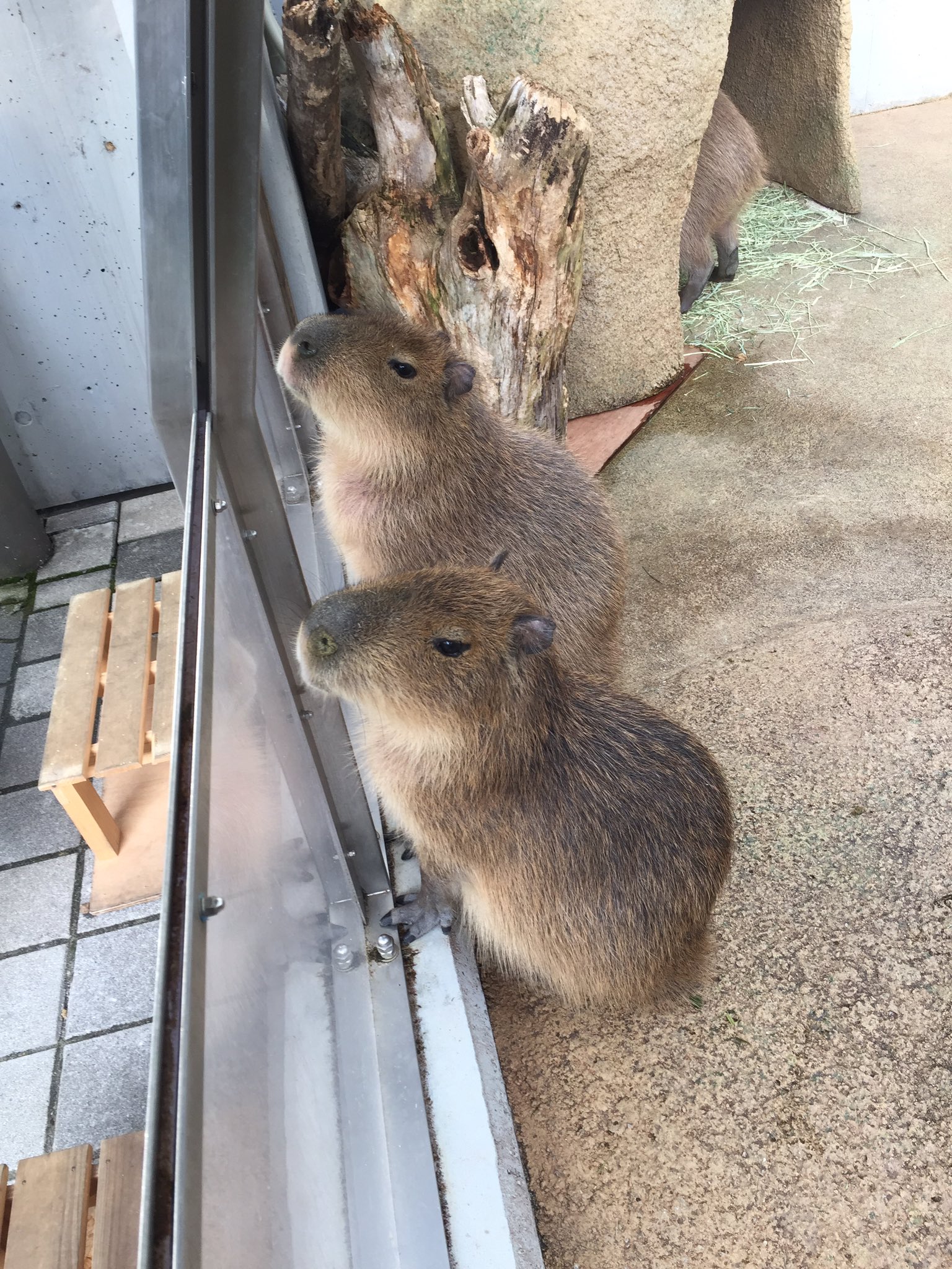 みりんこん 写真 16 12 14 2匹のカピーはお食事中 世界淡水魚水族館アクア トトぎふ カピバラ お食事中 T Co 0dblrrg2in Twitter
