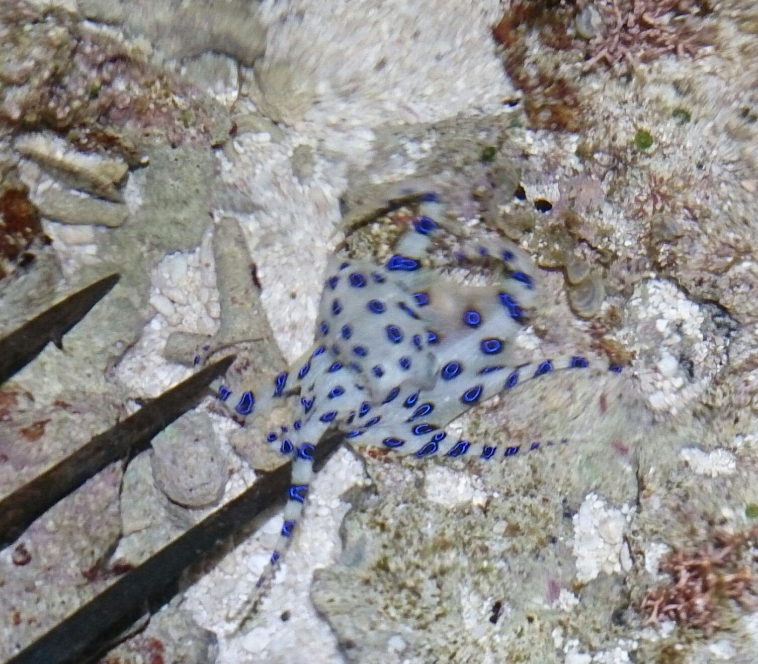 Keng ちなみに 写真のはヒョウモンダコの近縁の オオマルモンダコ ヒョウモンダコは興奮時に出る青い斑点が線状 オオマルモンダコは円状になっている どちらのタコも唾液に フグ毒として有名なテトロドトキシンが含まれているので 大変危険 まぁ