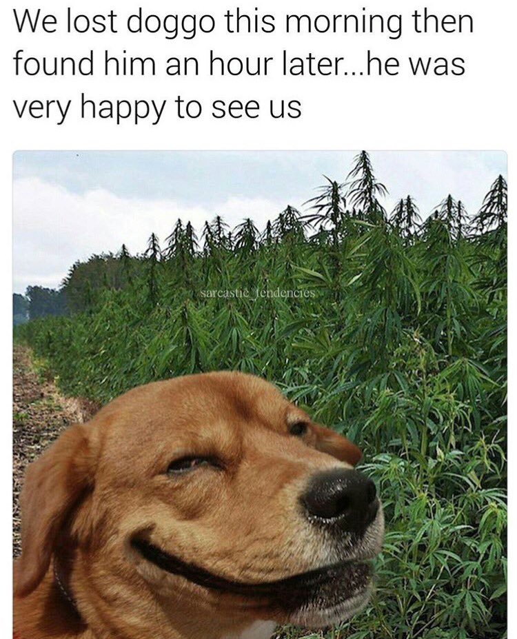 Weed Dog Meme