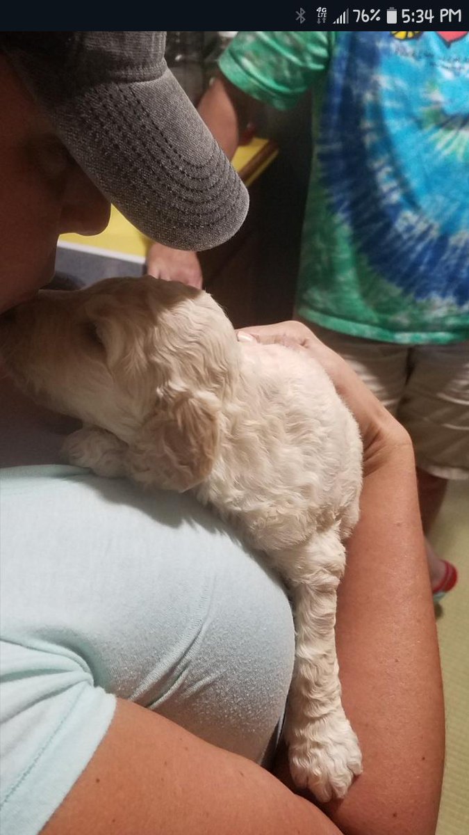 funshinebear19's tweet photo. My newest love, my labradoodle Beau 😍 https://t.co/QLwG9xpTbB