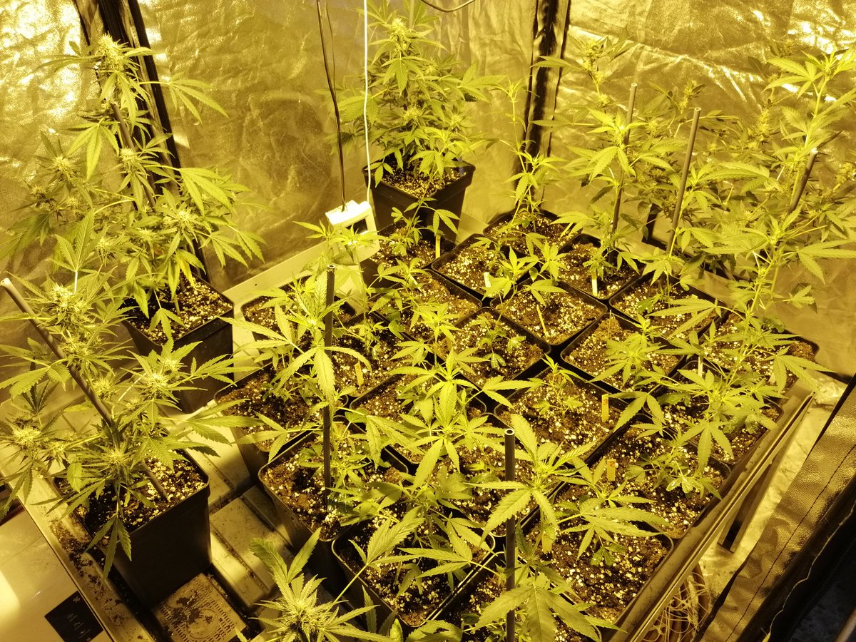 Alex_nashtorn's tweet photo. Buenas noches #fumilia, #Crew del #AdrycManëllsonTesterTeam y demás buena gente!
Seguimos con la selección de #Carameloregular de @DeliciousSeeds, empezamos la 3 semana de flora, bien protegidas por 3 #thepure y 1 #deliciouscandy https://t.co/wCNvpZQ9Ky