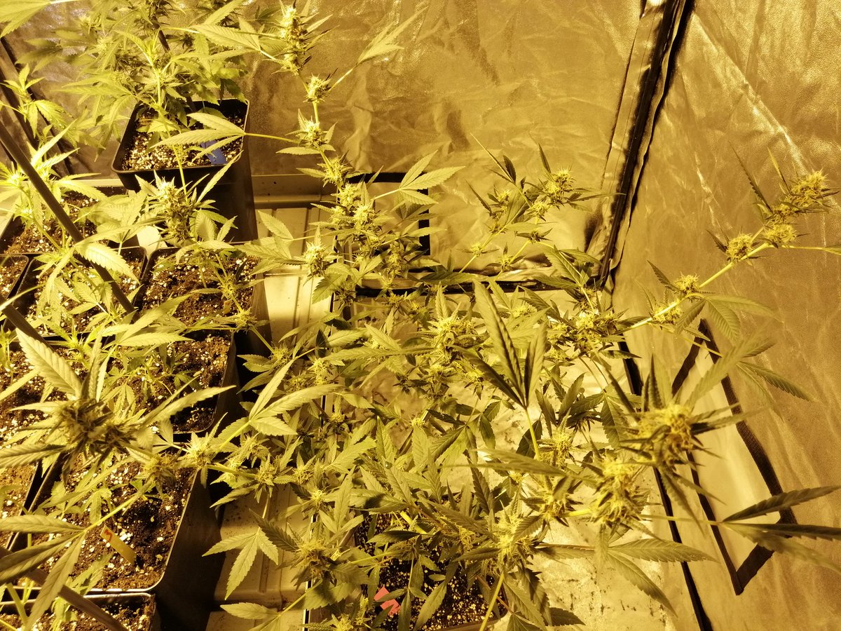 Alex_nashtorn's tweet photo. Buenas noches #fumilia, #Crew del #AdrycManëllsonTesterTeam y demás buena gente!
Seguimos con la selección de #Carameloregular de @DeliciousSeeds, empezamos la 3 semana de flora, bien protegidas por 3 #thepure y 1 #deliciouscandy https://t.co/wCNvpZQ9Ky