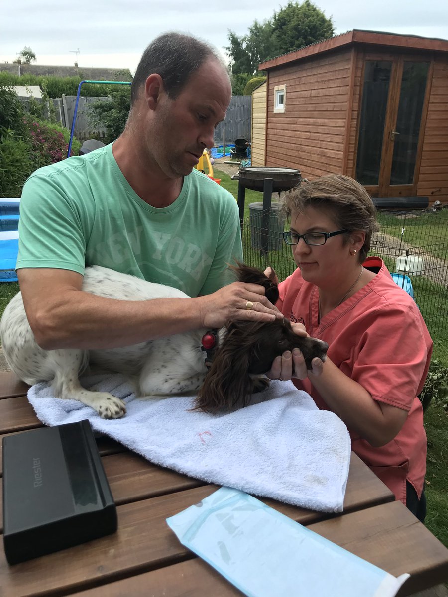 searchdogbonnie's tweet photo. Since the search last night I’ve been in a bit of pain and discomfort, so dad took me to see Kate at @Vet2U She did a great job and found a huge grass dart inside my ear. I was a really good girl and sat still while Kate got it out. Thank you so much Kate, great job as always. https://t.co/0e5WEeaIZX