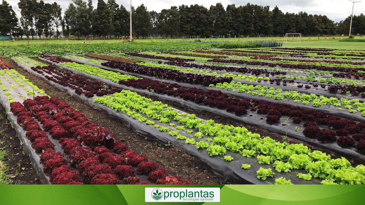 Proplantas tweet media