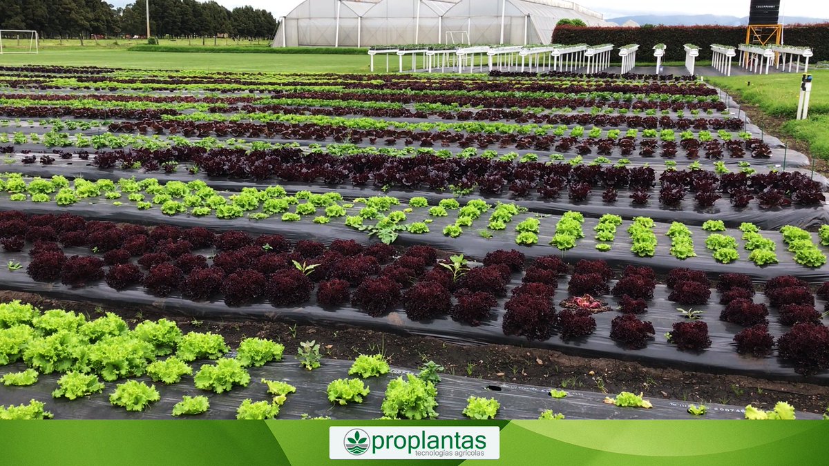Proplantas tweet media