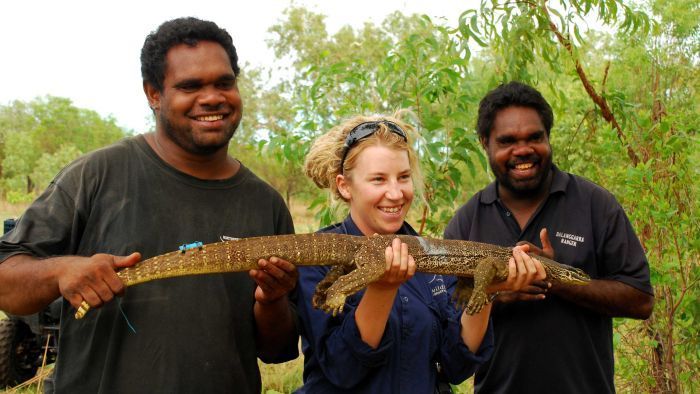 ChumashScience's tweet photo. In a research effort to save goannas from cane toads, Indigenous people were better at spotting shy goannas than their non-Indigenous collaborators. Hopefully realizations like this will lead to more Indigenous collaboration in research.
https://t.co/3MuwNVDz25 https://t.co/Zk7nL7Yic9