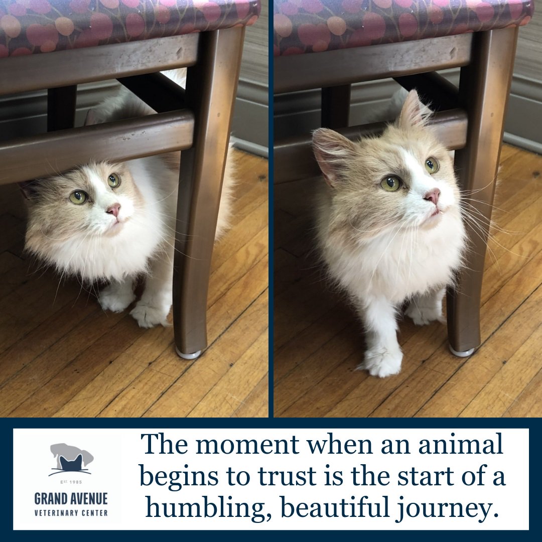 grandavevet's tweet image. Call to schedule an appointment with our caring, @fearfreepets -certified staff at 651-224-3038.

#grandavevet #fearfreetraining #fearfreeforlife #veterinarycare #veterinarian #vettech #vettechlife #catsofmn #dogsofmn