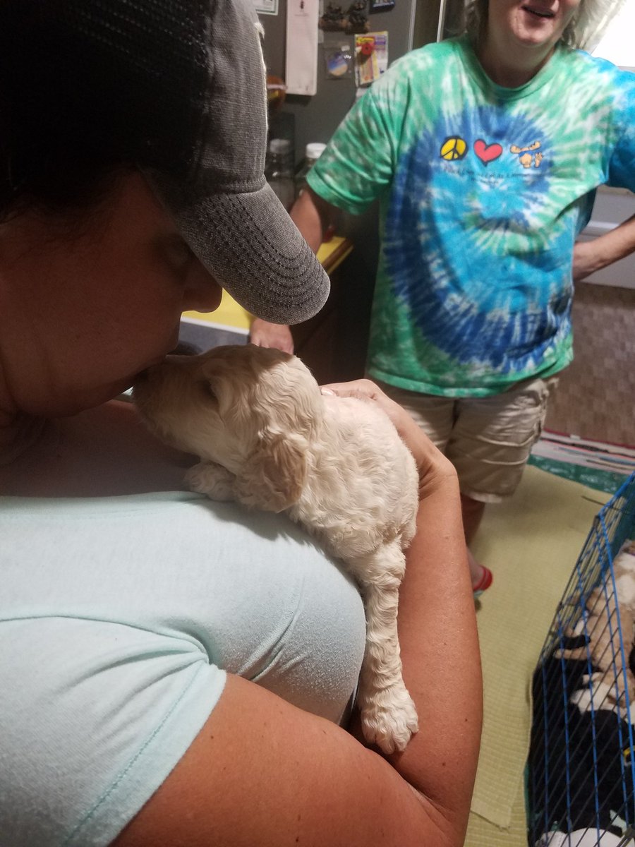 funshinebear19's tweet photo. @Blueliberals The 2nd love in my life, my new labradoodle, Beau 😍
Im always kind to animals, I really try the same with humans 😂 https://t.co/8CvBZVDSx0