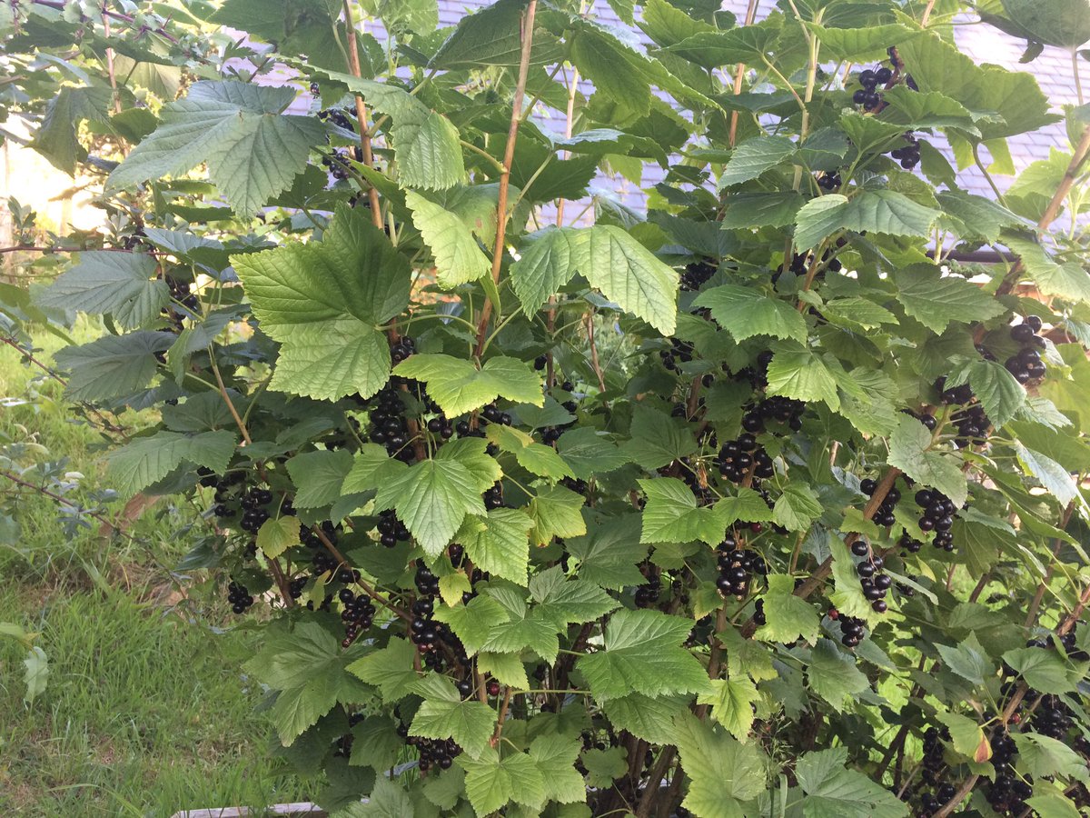 Cuil_Bay's tweet photo. Wow the black currants in the garden are AMAZING. We got 3kg off this bush alone! https://t.co/LbEcN23BZX