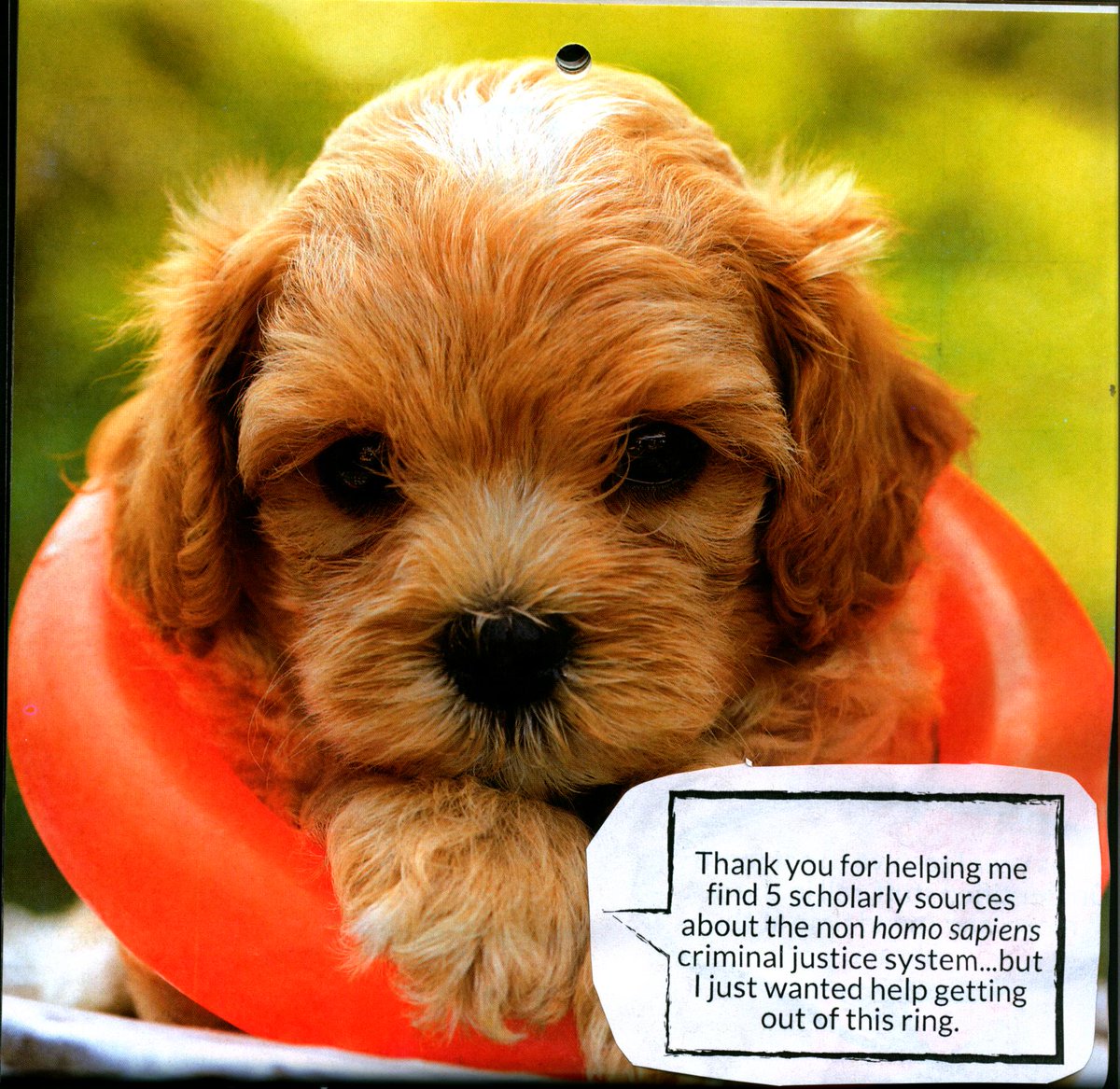 UWTLibrary's tweet photo. LibDog sez: "Thank you for helping me find 5 scholarly sources about the non homo sapiens criminal justice system.. but I just wanted help getting out of this ring."
We were so excited to help that we forgot your question! Try βοΈ?
#libdog #libraryfun #librarianoverenthusiasm https://t.co/8bqoomWnRB