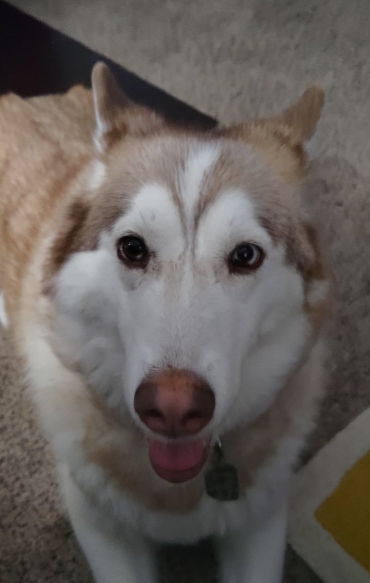 JoeDoge1's tweet photo. @LitecoinLoyal My puppy husky would like some

MMAkJsN6roH6WD7P8CWLij5Tjk18hoSx2c https://t.co/JfBK5eoVdA