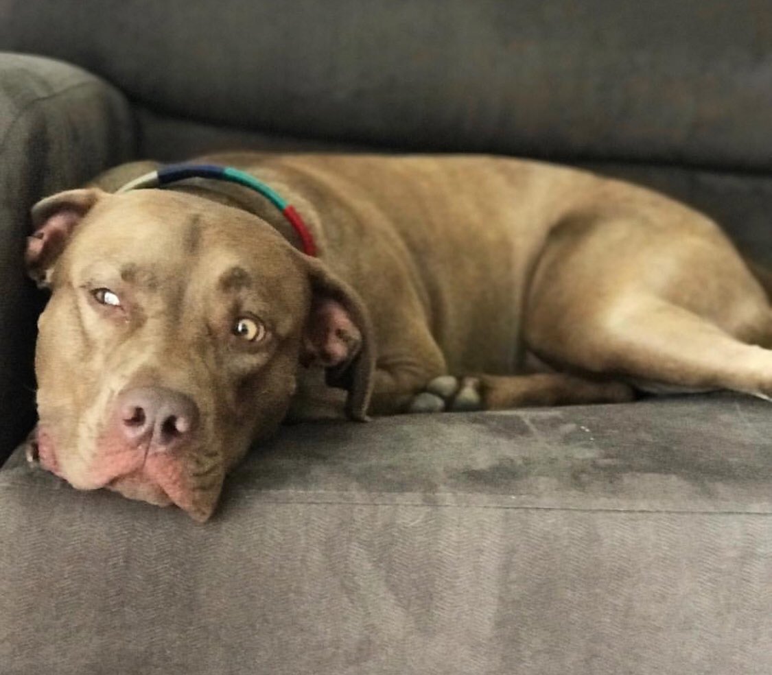_BlueCarrasco's tweet photo. Thoughts with Blue: 

I think I’d rather be an underpaid World Champ treat eater than an overpaid poop in the house kinda dog. 

What about you? 

#PayThem #USWNT https://t.co/wn4dFxuyXa