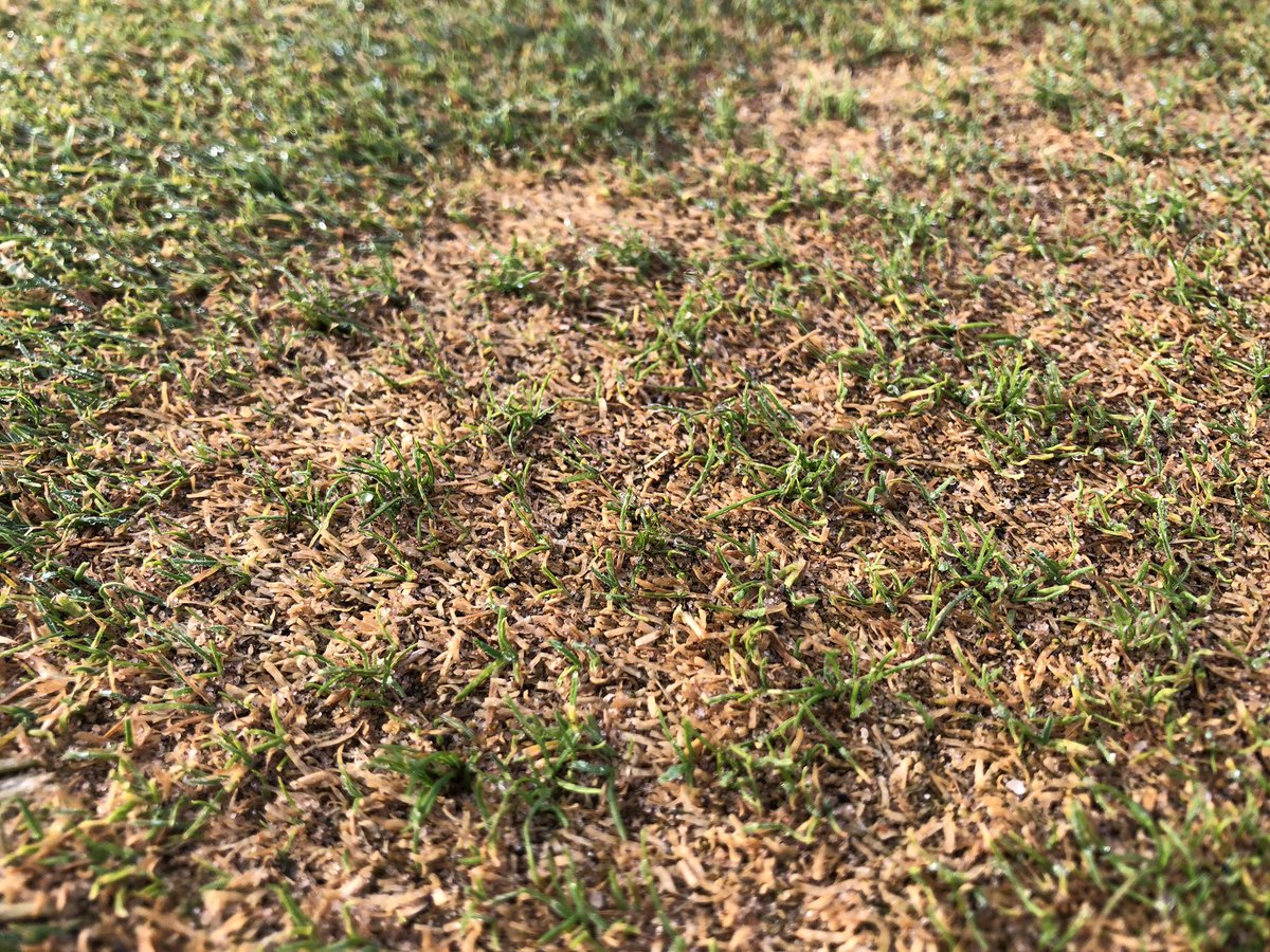 Berry97's tweet photo. Settlement having an impact with #ShellBunker on the #OldCourse @TheHomeofGolf 6 months in. On a plus note though, seed starting to pop in the pearlwort scars. #Persevere #AlwaysImproving https://t.co/U8CsImuFjb