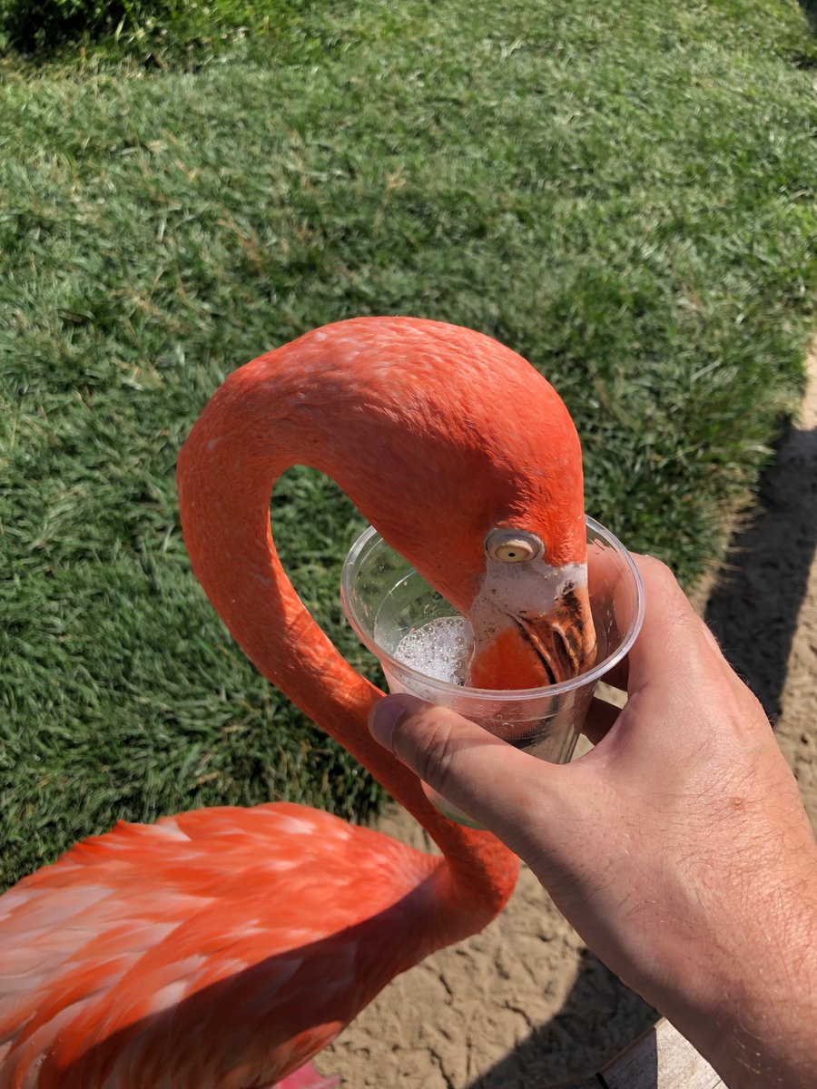 ZooWithUs's tweet photo. Today on #MomTipMonday we talk about the @IndianapolisZoo! There is so much to do at this zoo! Be sure to read our Mom Tips so you can plan out your visit and maximize the opportunities they have in store for you!
https://t.co/KClsy34kOn https://t.co/UjK6GAcW8v