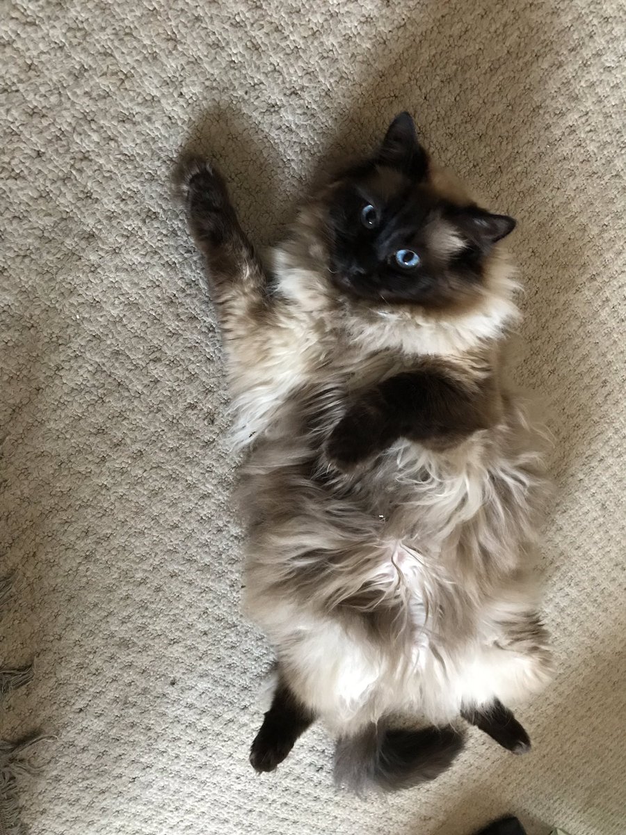 CaptaintheCat1's tweet photo. Striking a pose... anything to distract the humans from watching @Wimbledon (again)! #catsoftheday #catstagram #CatsofTwitter #moggymonday https://t.co/O56fHmOzAD