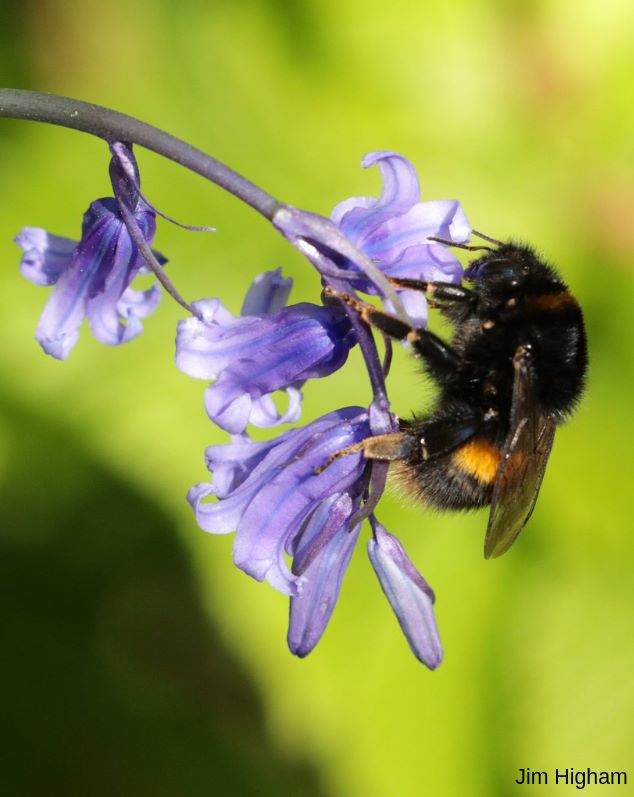 KentWildlife's tweet photo. This week is #BeeNeeds week! π
Show us how you are helping these important #pollinators https://t.co/WsMjX2MjvE