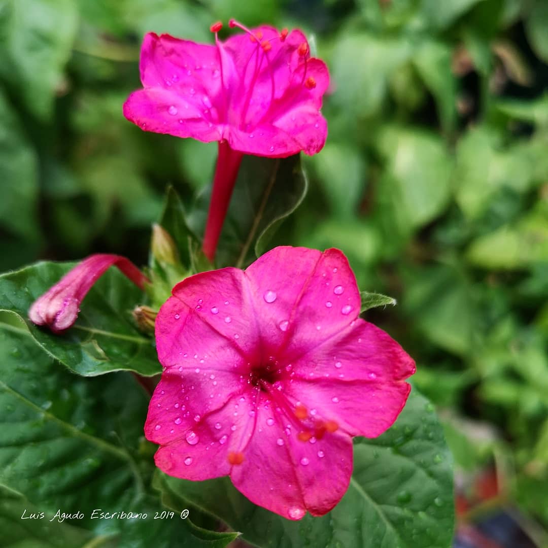 #MirabilisJalapa #DondiegoDeNoche #DonPedro #Periquito #Flores #Flowers #Verano #Summer #MiJardín #MyGarden #Belleza #beautyful #Colores #Colors #Naturaleza #NatureLovers #flowerperfection #flowerbeauties #fotografiadeflores #flowerphotography #flowerphotographer #FelizLunes