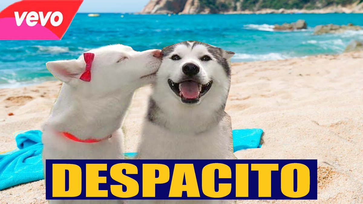 JenniferAngel38's tweet photo. SUPER COOL MUSIC VIDEO
Watch Video
👇👇👇❤️❤️❤️
https://t.co/ntMW5qMqAH

DOG DANCING to Despacito 6.5 Billion views 
PLEASE SHARE &amp; RETWEET

#despacito #doglovers  #dogsofinstagram #musicvideo #CuteDog #cutepet #CutePuppy #pets #pets2⁠ ⁠#doglover #mydogiscutest #mydog https://t.co/Nvfcfb2nU1