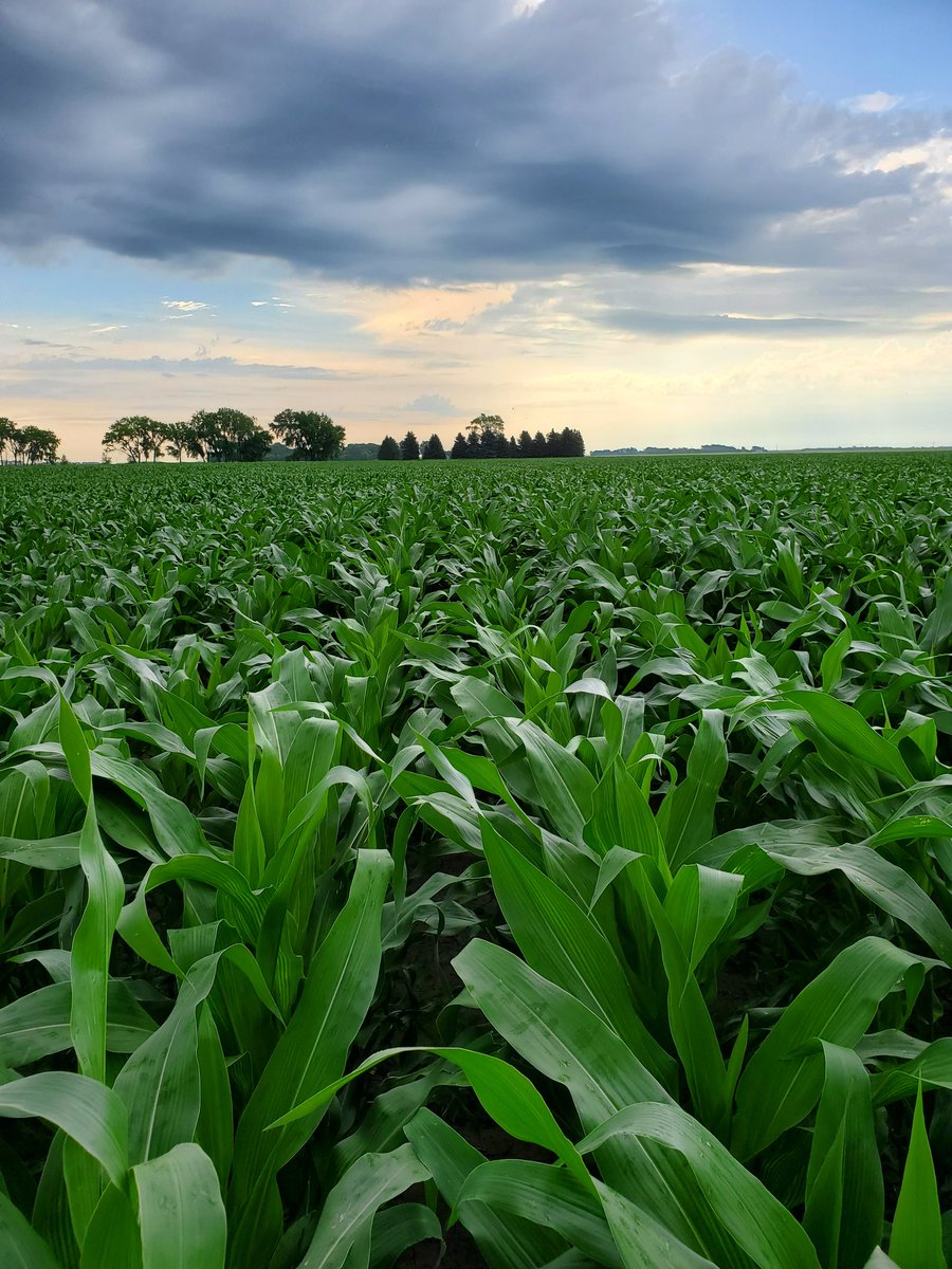 MikeStenvold's tweet photo. Knee high by the 4th of July must mean chest high by the 8th of July right?
New hybrid #P9492AM looks really, really good! It impressed many last year and looks to do the same this year. https://t.co/ro6900m678