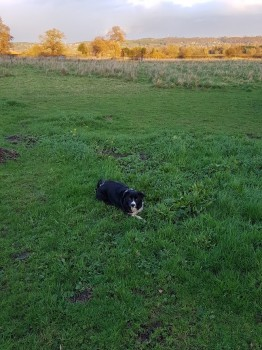 millypod1's tweet photo. 🆘28 JUNE 2019. SUSIE #Lost #ScanMe #STOLEN?
Black & White Border Collie Female
#Tarvin #Cheshire #CH3
nr to #TarvinSands #Kelsall #GuildenSutton #GreatBarrow
#Ashton #Littleton #Chester PLEASE SHARE
https://t.co/QiBckrk70S … https://t.co/GCNOjCdAvW