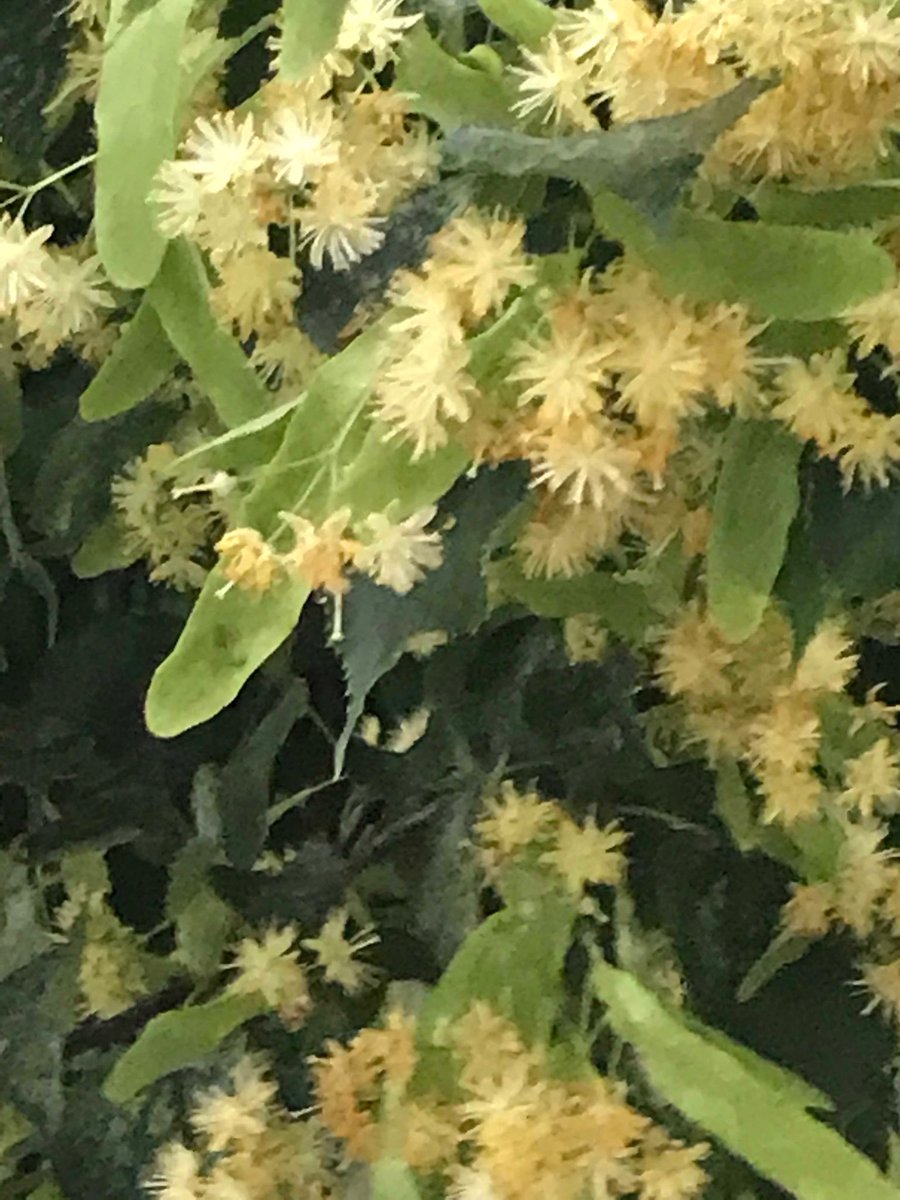Anyone else noticed how amazing the lime/linden blossom is this year? Time to get making herb teas #chiswick #actongreen #lindenblossom