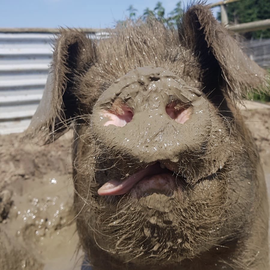 FarmAnimalSanct's tweet photo. This is what Pete thinks about Mondays 🤪😂🐷
#petethepig #pigsofinstagram #happymonday #sanctuarylife #farmanimalsanctuary #muddymonday #govegan #itsapigslife #compassion #everylifematters #animalrescue #foreverhome… https://t.co/hIWBmqeYDw… https://t.co/py4zFPBHDr