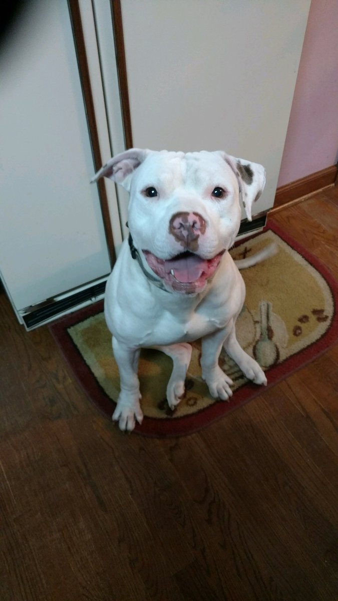 Lost dog!!! Rambo has been missing from his home near Midway Road -exit 402 off of I-40 since Sat eve (7/6)
If you have seen him, please call 865-320-7471!