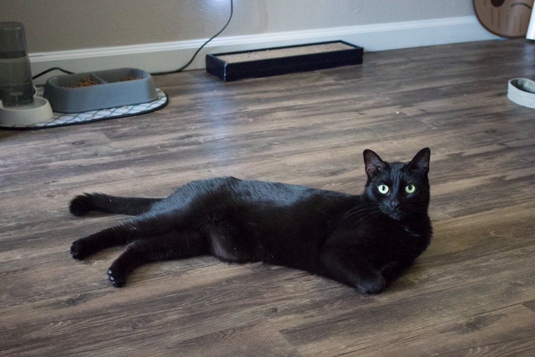 ThePurrrcast's tweet photo. #ICYMI listen to last week’s episode with @daikou talking @rocketandgrooty! 

@ApplePodcasts: https://t.co/6qsj8yT4pi

@stitcher: https://t.co/HcCHpWIeeh https://t.co/00EoUzDq6j