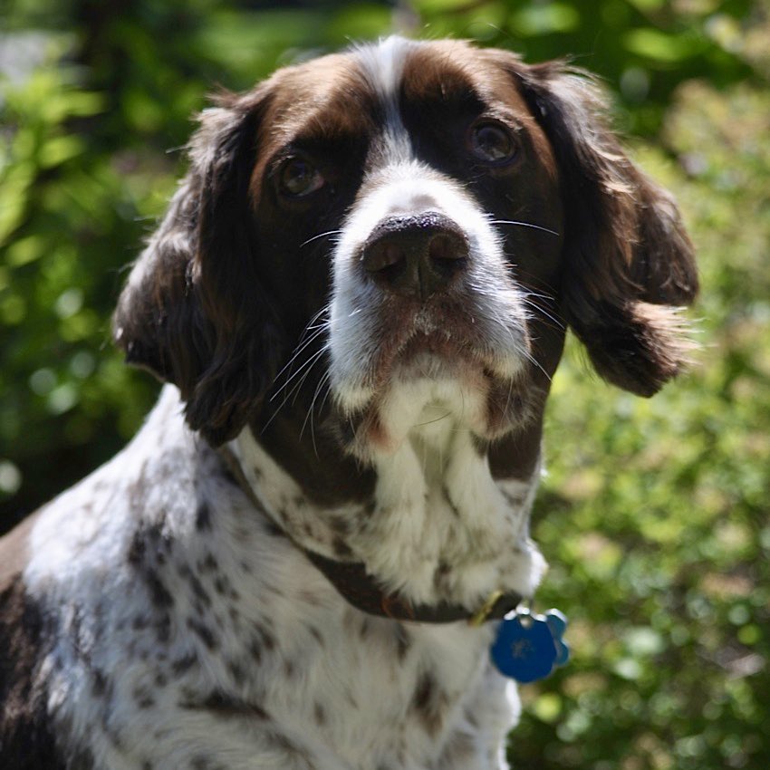 ❤️ this - consider a small donation to ”pawsativity” - something that can have an immediate effect in the lives of inpatients. The therapeutic power of animals ..  making a donation in memory of my beautiful Webster ! give65.ca/projects/SPHpa…