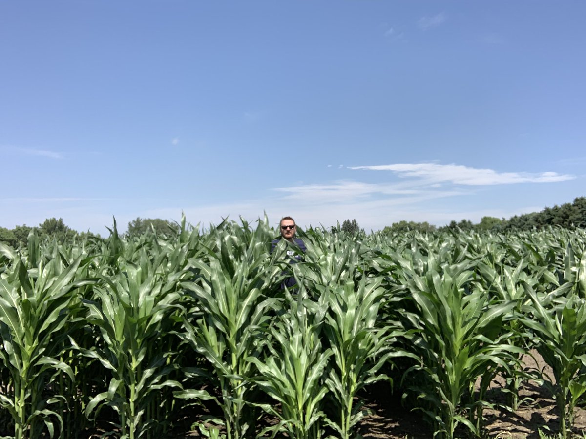 gregdhanson's tweet photo. Bypass test plot looking good.  @PioneerSeeds #P0075AM #yieldhero https://t.co/QRzXGqIC4o