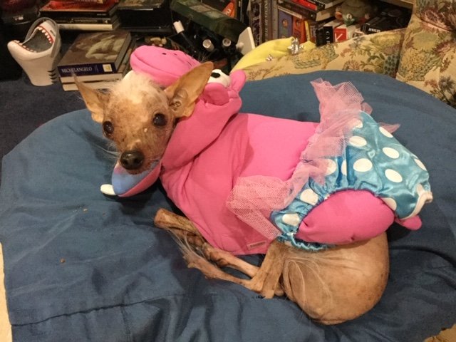 SinDialMovie's tweet photo. @Zak_Bagans, we #love her!!! Here is our team pooch, Bridget, who has a huge role in #sindialmovie. She will be quite difficult to #cast!
.
.
.
#dogsoftwitter #dogs #cute #CutenessOverload #horror #paranormal #ParanormalActivity #CastingCall #callingalldogs https://t.co/4eDOAcKBzO