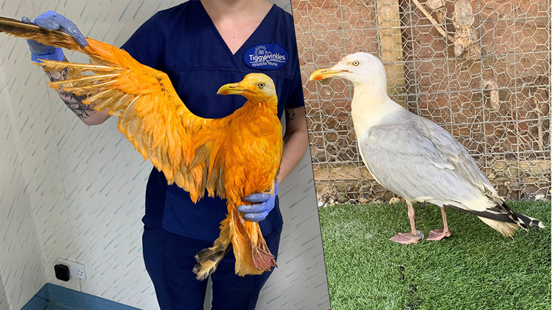UberFacts's tweet photo. After treating an exotic, orange bird over the weekend, vets at the Tiggywinkles Wildlife Hospital in the U.K. discovered it was a seagull covered in curry. https://t.co/SKmdXWS1nH