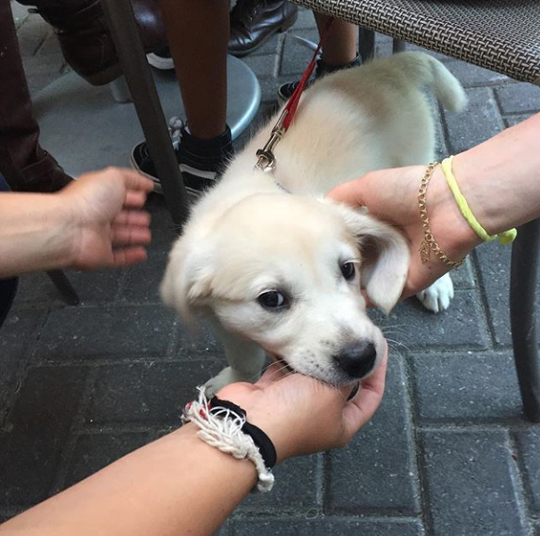 biltmorenewton's tweet photo. Are you ready to Paw-ty? 🐾🧡
Come to Paws on the Patio tonight and every Monday night from 3-10 with your furry friends. 

#Summer2019 #Pups #Doggy #Dog #Puppy #Paw #bostoneats #bostonfoodies #foodieboston #GoodNU #Newton https://t.co/hiH6lZyaGk