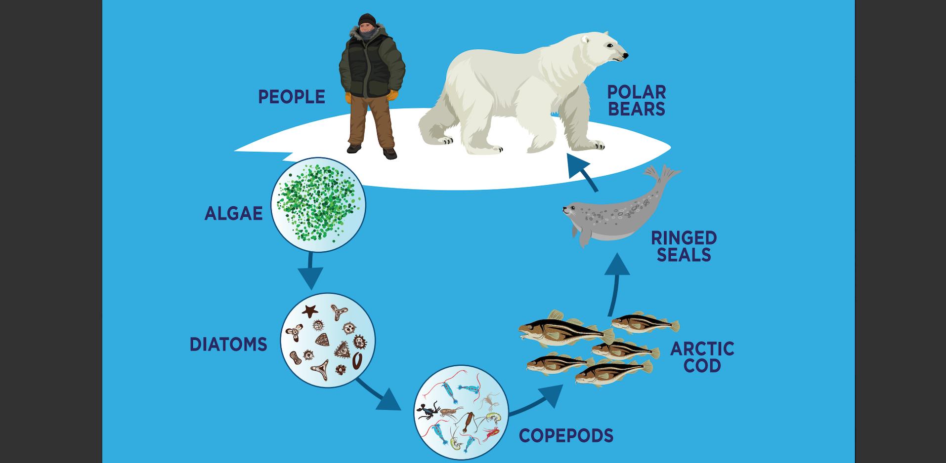 Polar Bears International on Twitter: "We\
