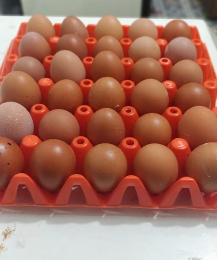 TonyveFarms's tweet photo. Short story in 4 images.
July 4 was @preye_odubo's birthday and the images explain what happened. Our beautiful customer. Can your customer ever? 🙈🙈
#happycustomer #birthday #july4 #bayelsa
#yenagoa #chickenplug
#chickenegg
#poultryfarming #protein #foodie #chicken https://t.co/jqBbZLSxMB