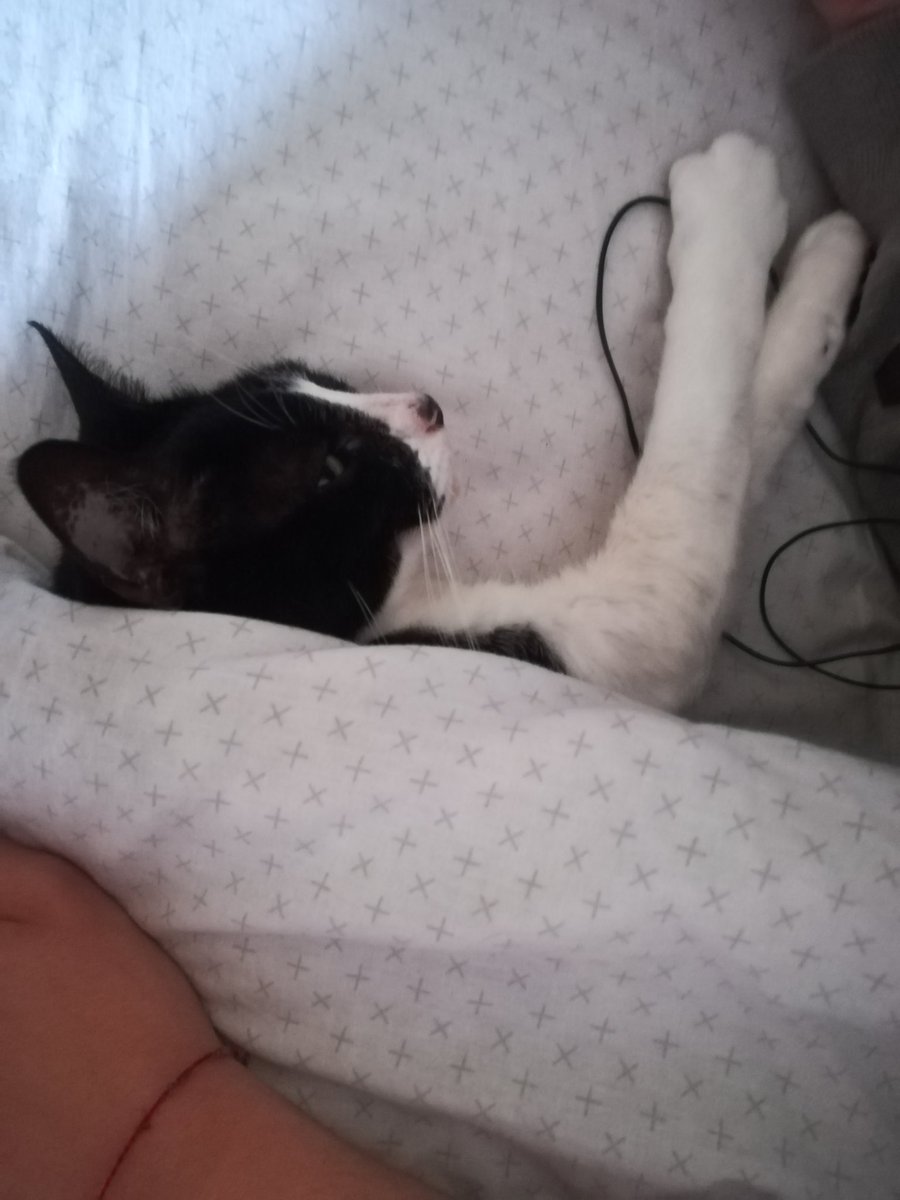 SnoopyRossental's tweet photo. En Invierno es costumbre de la #Nerri "tutear" con mi hijo 😂😴. Se acomoda así y no la mueve nadie hasta el otro día. 😻 https://t.co/SsrX2ROt9W