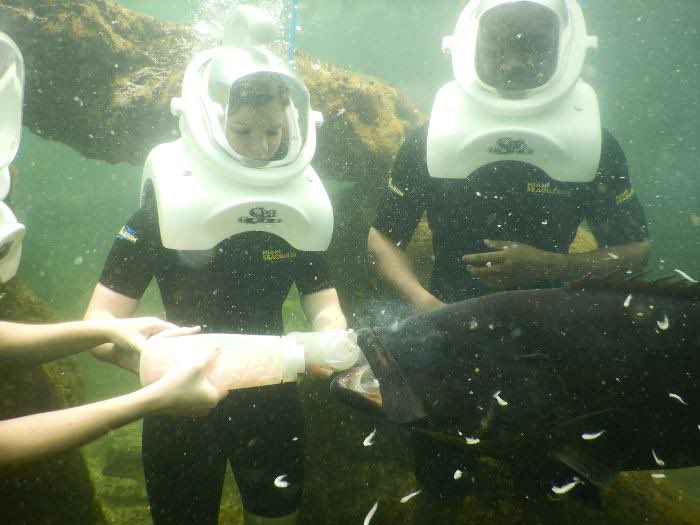 FLFunAdventures's tweet photo. What’s it like to be a fish? Book the Sea Trek Reef Encounter at Miami Seaquarium to journey with sting ray, fish and more! What a wild time with nature we had! #MiamiSeaquarium https://t.co/GdJr1Xz7hT