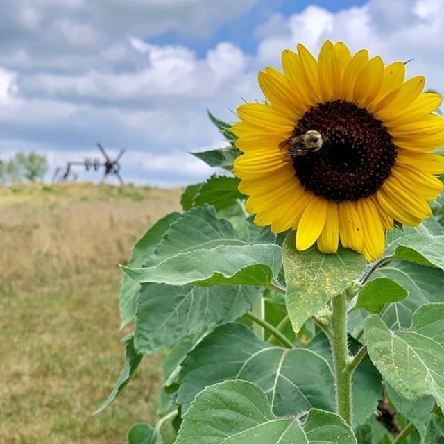 OfflineRDU's tweet image. | RALEIGH | Want to get your sunflower fix while you wait for the fields to bloom at @dixpark? 🌻👌
The city’s best spots to check out beautiful sunflowers have started to give exciting bloom updates—starting with the flower fields over at #NCMApark at… ift.tt/2JtkMou