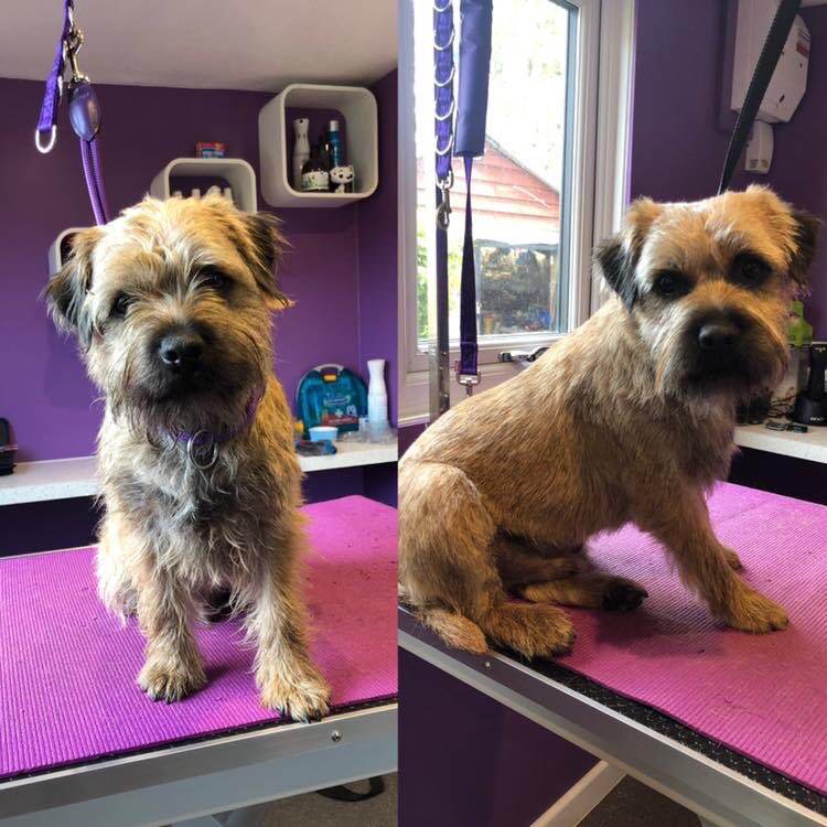 ShampoochandSet's tweet photo. 🐶💜 Handsome Angus 💜🐶 

🐶🛁 Angus returned today for a tidy up and pamper. He was such a good boy as always ☺️ 

#borderterrier #doggroomer #handstrip #doggrooming #shampoochandset #cottenham #Cambridge #histon #ely #oakington https://t.co/w8HGC3jZ9c