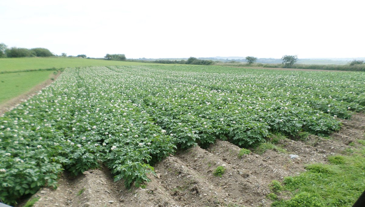 fodderforfoodys's tweet photo. Potato crop looking good #farmtofork @NFUCymru  @1GarethWynJones  @owen_garry  @garsiderachael  @AbiReader https://t.co/gLddbAFNg6