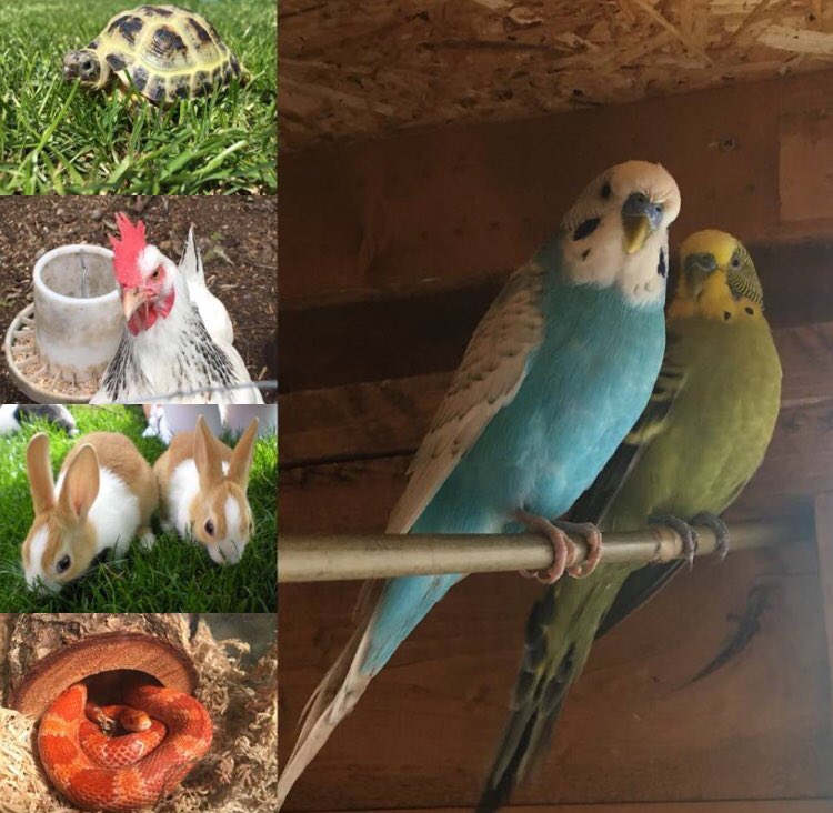 HomesPets's tweet photo. Check out our new competition. Must be in Southend-on-Sea and surrounding areas #competition #showmeyourpets #allpetswelcome #MondayMotivation #southendonsea #essex https://t.co/mkAtcXFe3F
