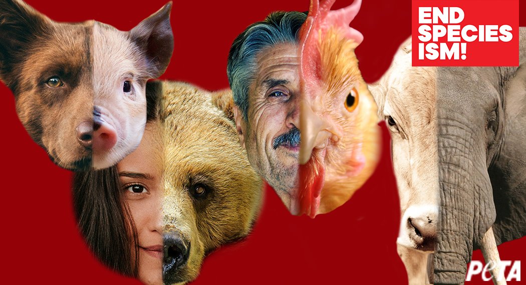 Did you know you’ve been fed speciesist myths since the day you were born?! 

The idea that dogs and cats are welcome in our homes, but pigs and cows should be killed and eaten DOESN’T MAKE SENSE.

Follow @PETA to find out how you can #EndSpeciesism. peta2.me/2yu0u