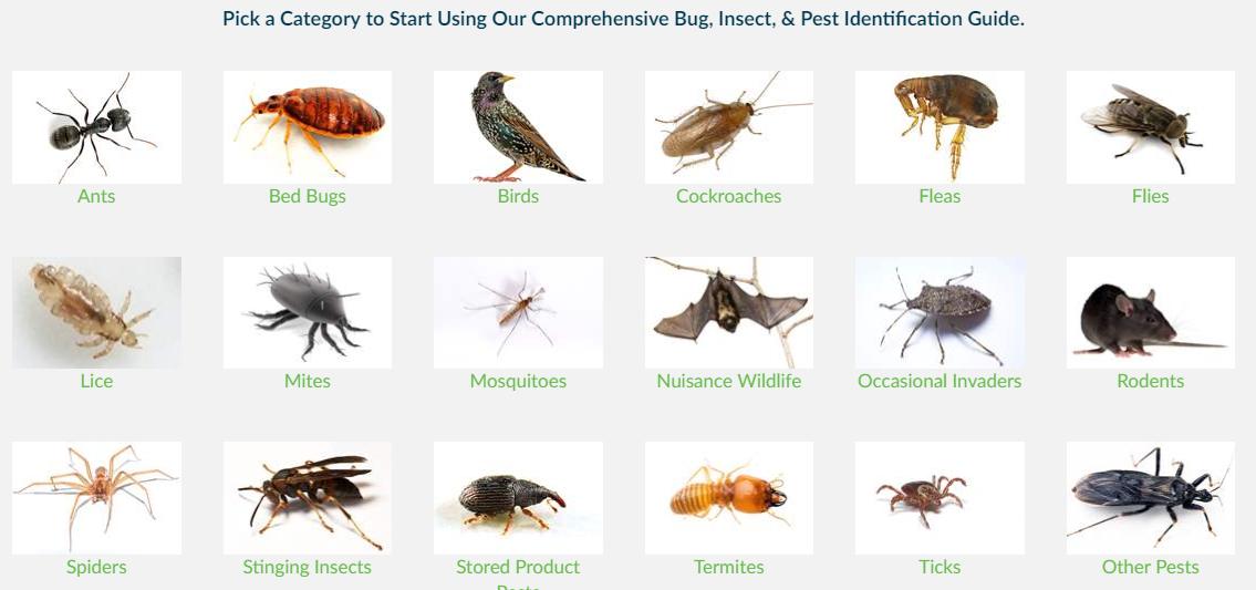 ATECPEST's tweet image. Pest World has a great pest identifier to help you get an idea of what you are looking at. Check it out: pestworld.org/pest-guide/
#PestGuide #PestControl #ATEC