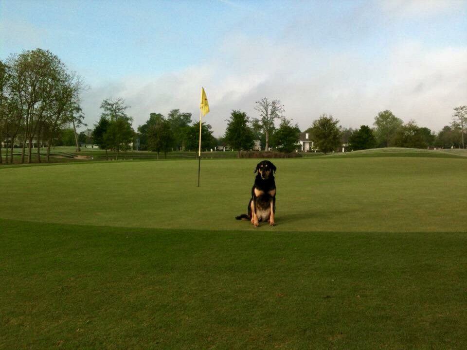 Campbell_Turf's tweet photo. It’s been a great 14 years with you by my side, Hershey. I’m sorry you haven’t seen a golf course in a few years, but you’ll always be a turfdog at heart! I know you’re up there chasing geese and squirrels in the clouds now. RIP Hershey, you will be missed. @DogsOfTurf https://t.co/Azx9Ci81rB