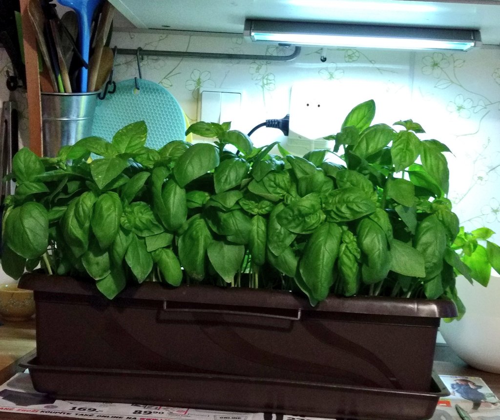 Soleil_cz's tweet photo. Takové to domácí truhlíkove pěstění a pak ... čas sklizně a bazalkové pesto. Vyrobeno doma se @syrpet který je bůh naší  kuchyně 🤩 #varime #jentak https://t.co/3dwziVjwOb