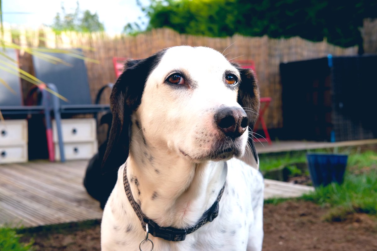 Stephen Henderson tweet media