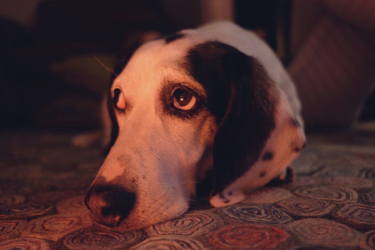 Stephen Henderson tweet media