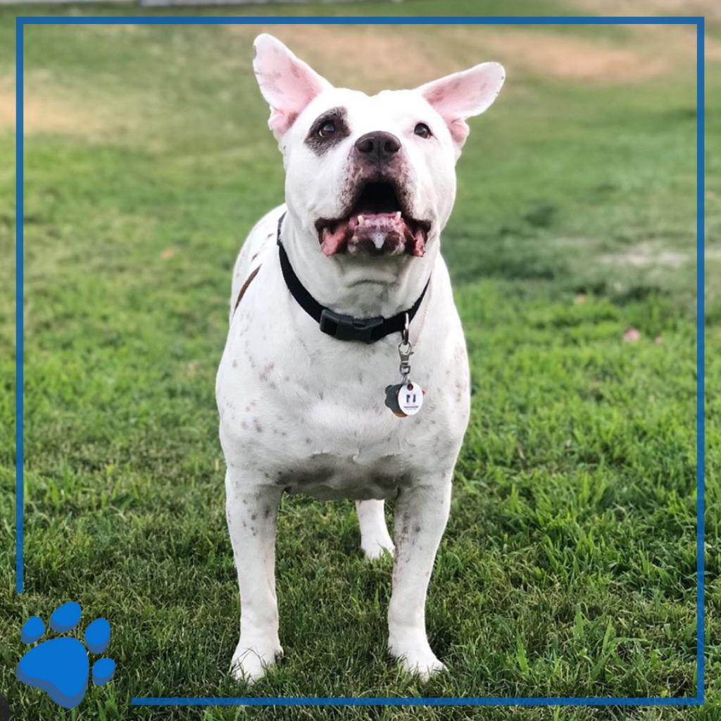 NationwidePet's tweet photo. Meet Casper, the friendly dog. To be featured, use #OnYourSideMoments with your photo. #MemberMonday #NationwidePet #PetsOfNW https://t.co/cBJ7LLskgG