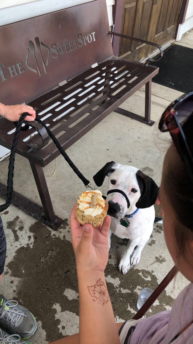 WhippetTechInt's tweet image. Thanks for the #SSPupcake Puppy classes paid off! Look at him sit! 😁🐶@BakehouseWW